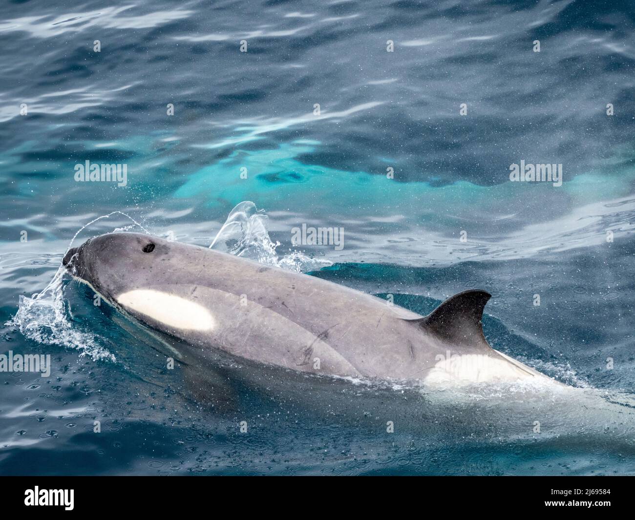Curioso tipo B2 killer balena (Orcinus orca), che ispeziona la nave nel canale di Errera, Antartide, Polar regioni Foto Stock