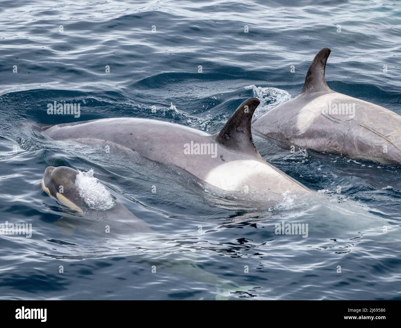 Curioso tipo B2 balene killer (Orcinus orca), madre e vitello che ispeziona la nave nel canale di Errera, Antartide, Polar regioni Foto Stock