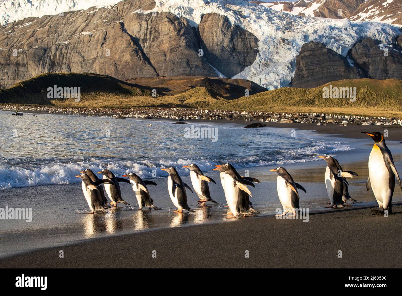 Pinguini gentoo adulti (Pygoscelis papua), sulla spiaggia al giorno a Gold Harbour, Georgia del Sud, Atlantico del Sud, regioni polari Foto Stock