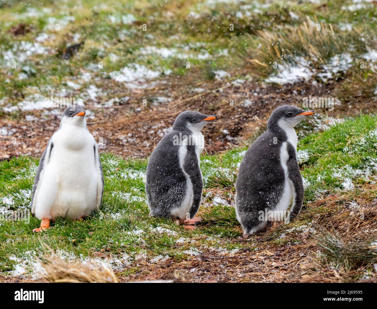 Pinguino Gentoo (Pygoscelis papua), pulcini in una colonia di allevamento nel porto di Moltke, Georgia del Sud, Atlantico del Sud, Polar regioni Foto Stock