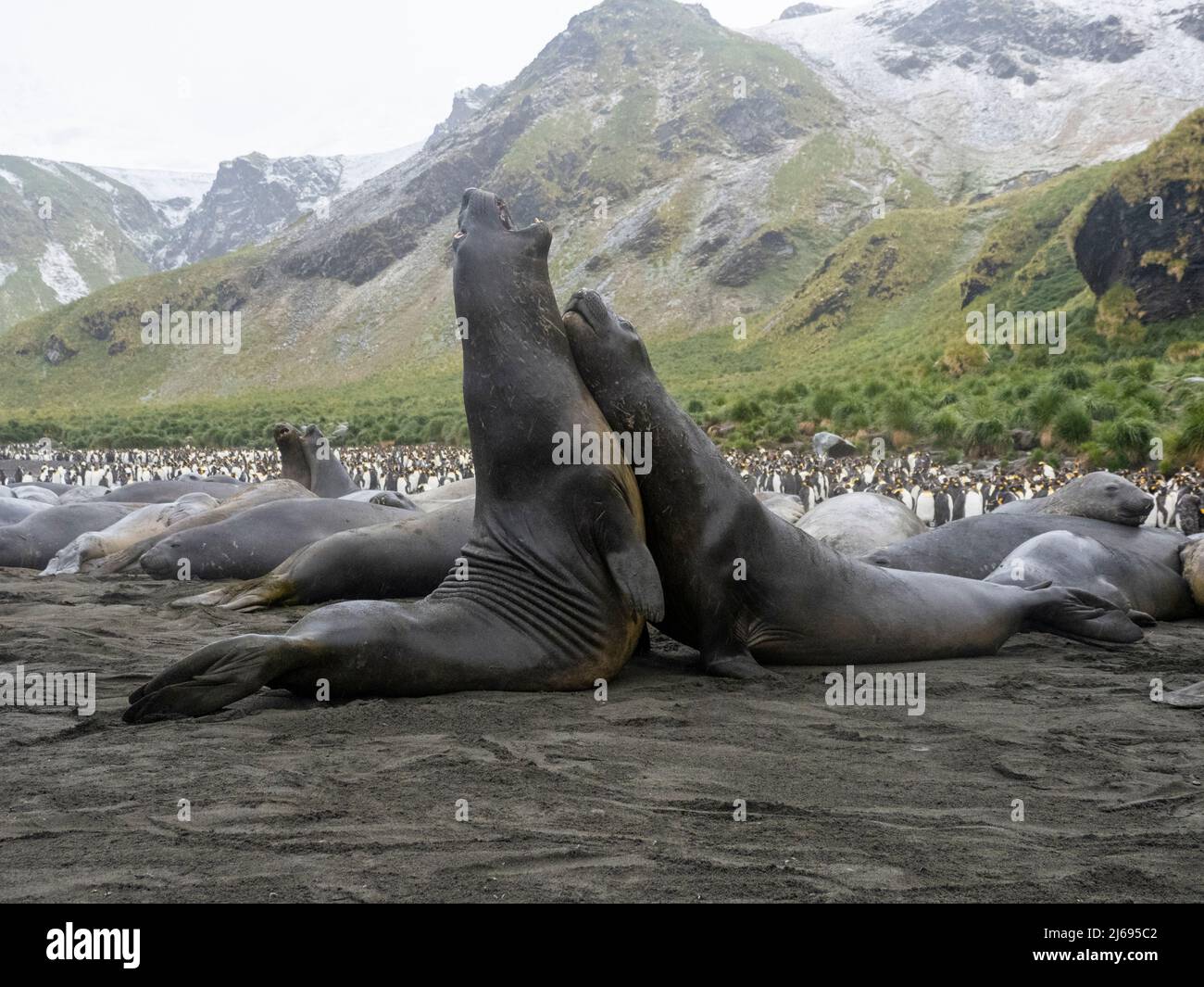 I giovani elefanti della foca meridionale (Mirounga leonina) si sfidano a Gold Harbor, Georgia del Sud, Atlantico del Sud, Polar Regions Foto Stock