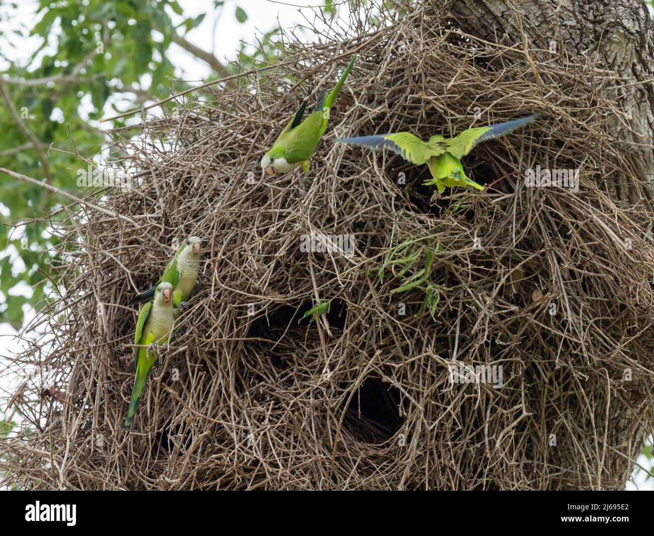 Parakeets monaco adulti (Myiopsitta monachus), in un nido comune, Mata Grosso, Pantanal, Brasile, Sud America Foto Stock