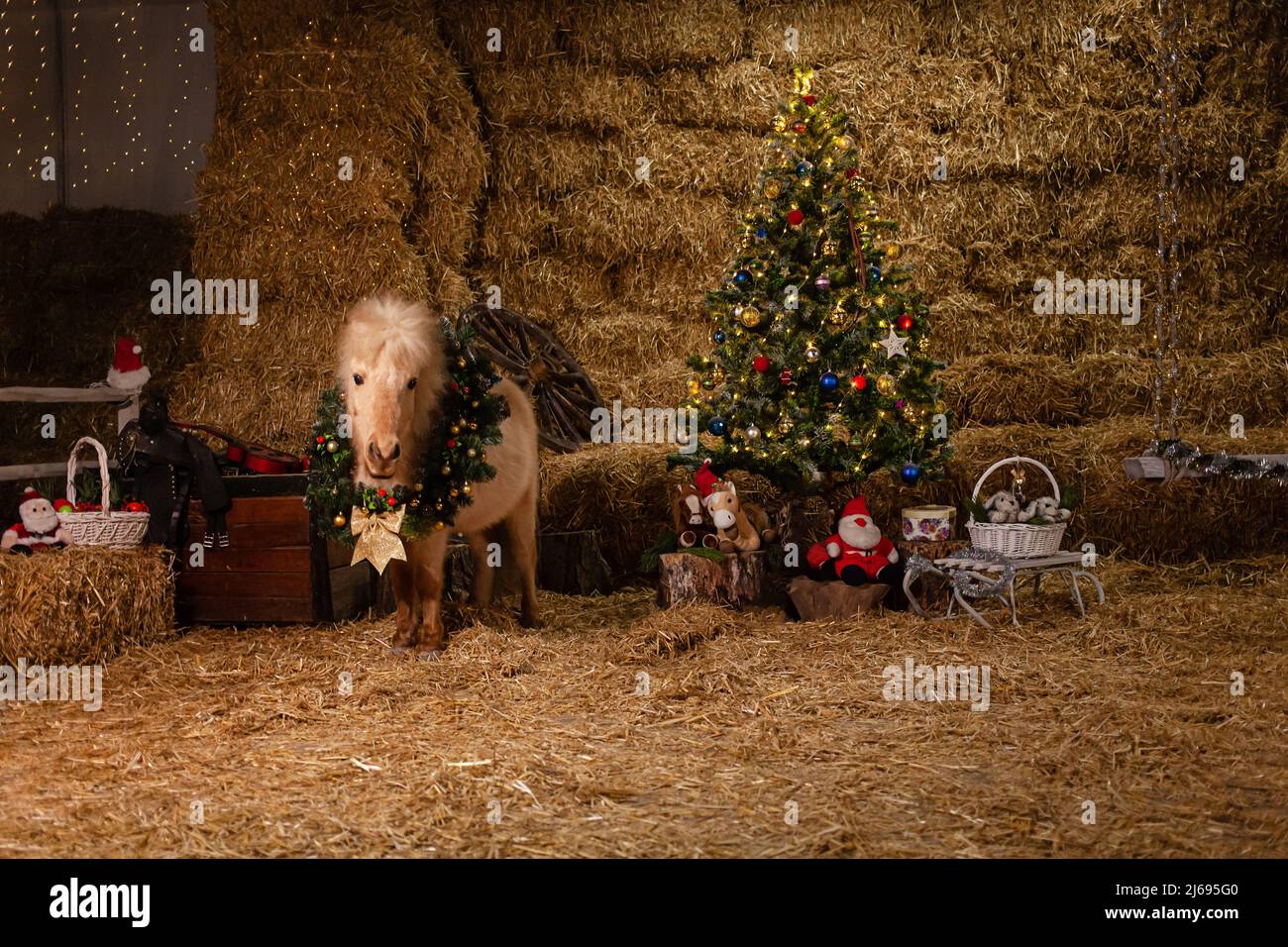 Decorazioni natalizie sulle scuderie. Un bel pony con una corona attorno al collo. Albero di Natale con palloncini, zona foto per il nuovo anno. Foto Stock