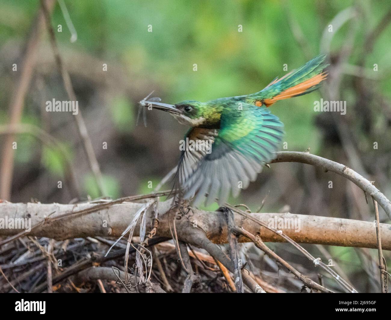 Jacamar (Galbula ruficauda) maschio adulto, con insetto sul Rio Cuiaba, Mato Grosso, Pantanal, Brasile, Sud America Foto Stock