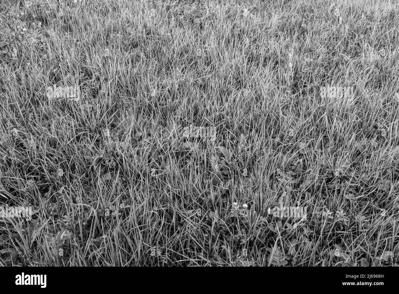 Sfondo campo erba, vista dall'alto. Texture prato in natura per un poster, calendario, screensaver, carta da parati, cartolina, banner, copertina, sito web. Nero e. Foto Stock