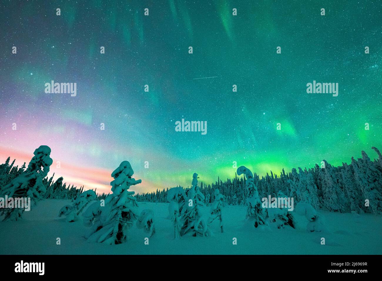 Alberi congelati nella neve sotto il cielo multicolore durante l'aurora boreale (Aurora Borealis) in inverno, ISO Syote, Lapponia, Finlandia, Europa Foto Stock