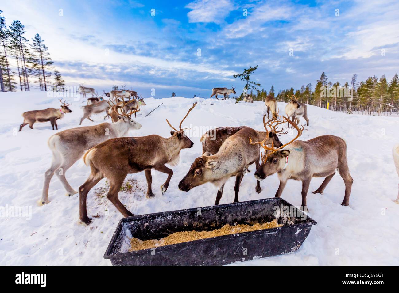 Renne da allevamento in uno splendido paesaggio innevato di Jorn, Svezia, Scandinavia Foto Stock