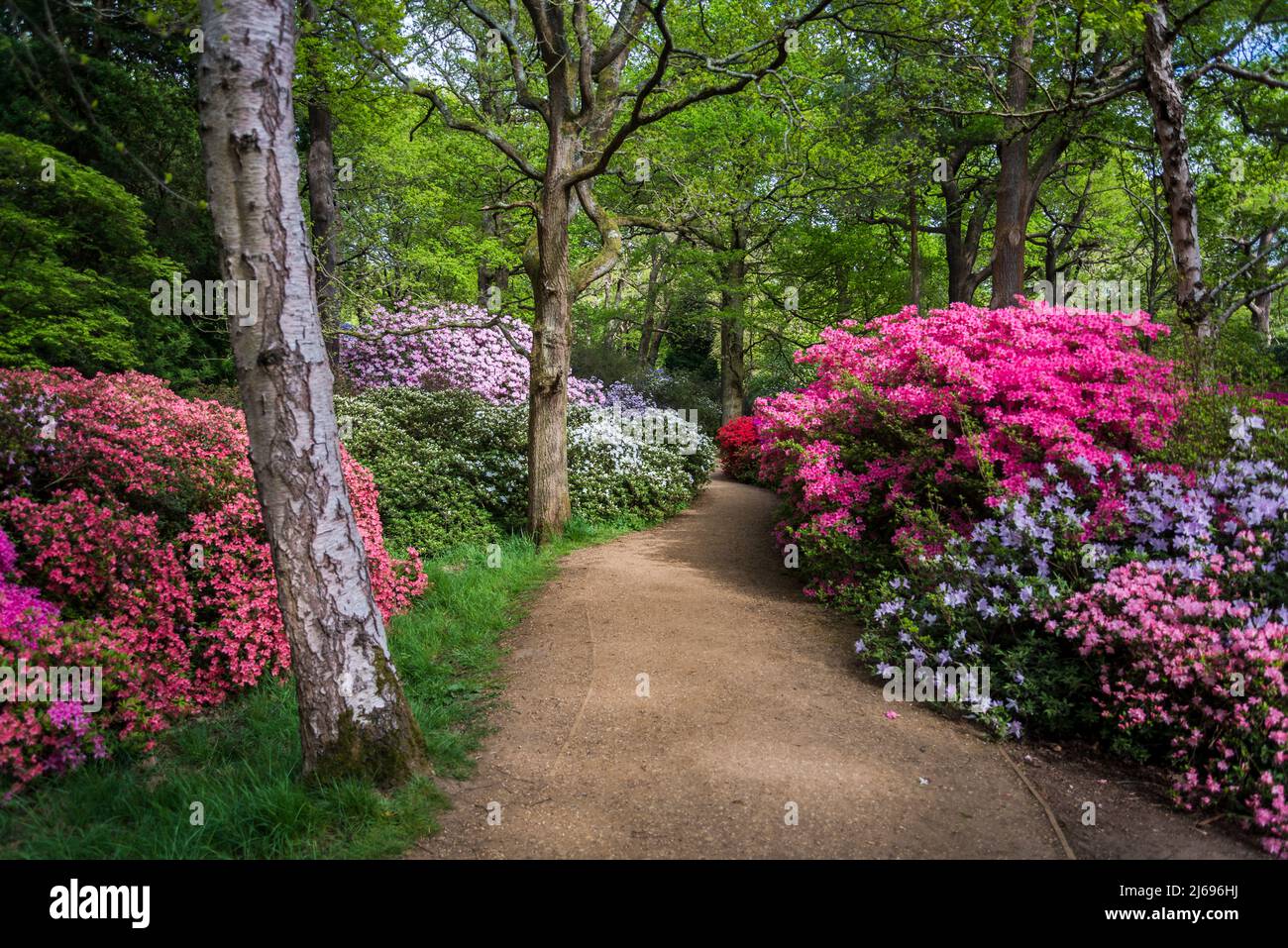 Azalea in Isabella Plantation, Richmond Park, Londra, Inghilterra, Regno Unito Foto Stock