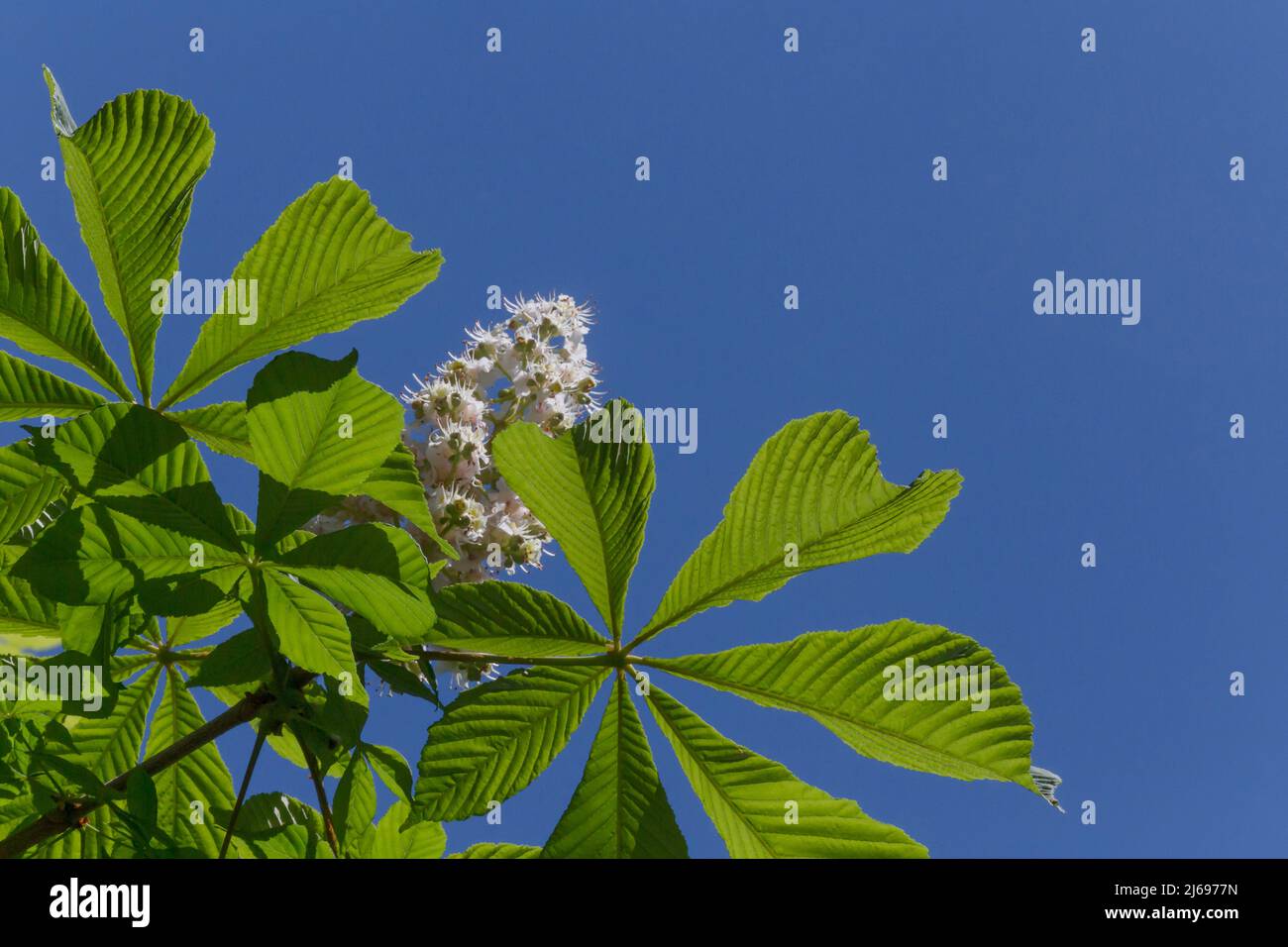 primo piano di foglie di castagno verde e fiore bianco contro il cielo blu Foto Stock