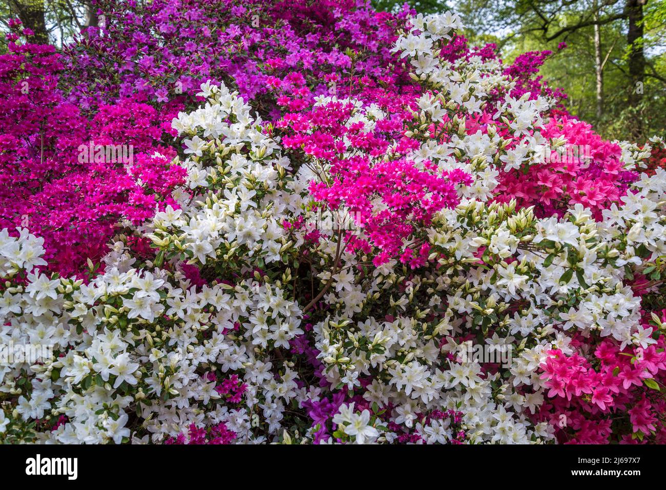 Azalea in Isabella Plantation, Richmond Park, Londra, Inghilterra, Regno Unito Foto Stock Azalea in Isabella Plantation, Richmond Park, Londra, Inghilterra, Regno Unito Foto Stock