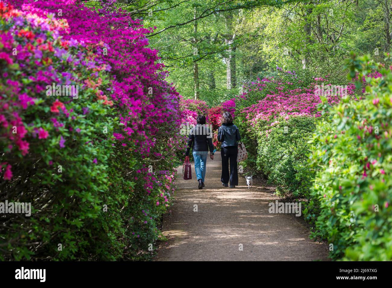 Persone che camminano oltre Azalea in Isabella Plantation, Richmond Park, Londra, Inghilterra, Regno Unito Foto Stock