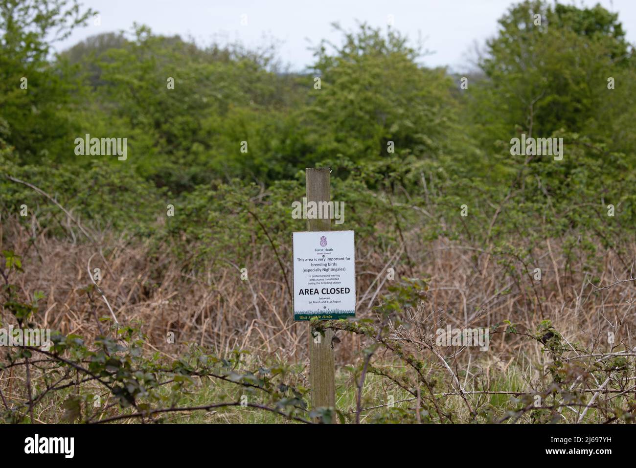 Area chiusa Nightingale (Luscinia megarhynchos) Suffolk GB UK Aprile 2022 Foto Stock