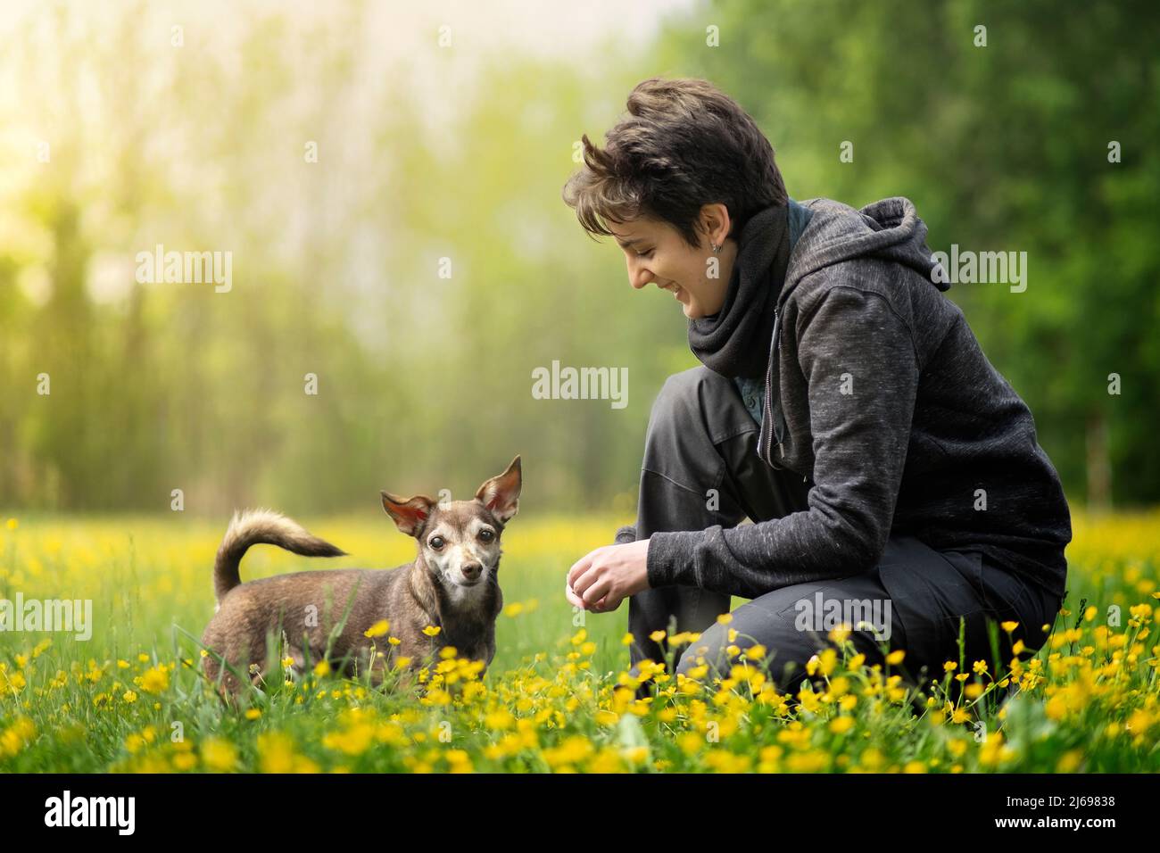 Il cane piccolo e il suo proprietario si accoccolarono in un campo pieno di fiori gialli, Italia, Europa Foto Stock