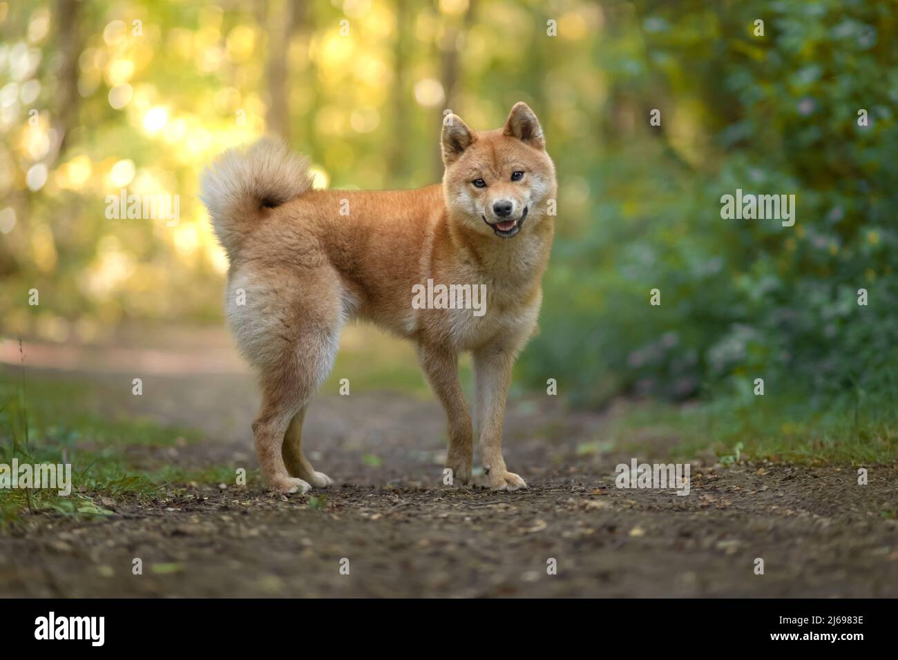 Akita Inu cane al tramonto in un legno guardando dritto la macchina fotografica, Italia, Europa Foto Stock