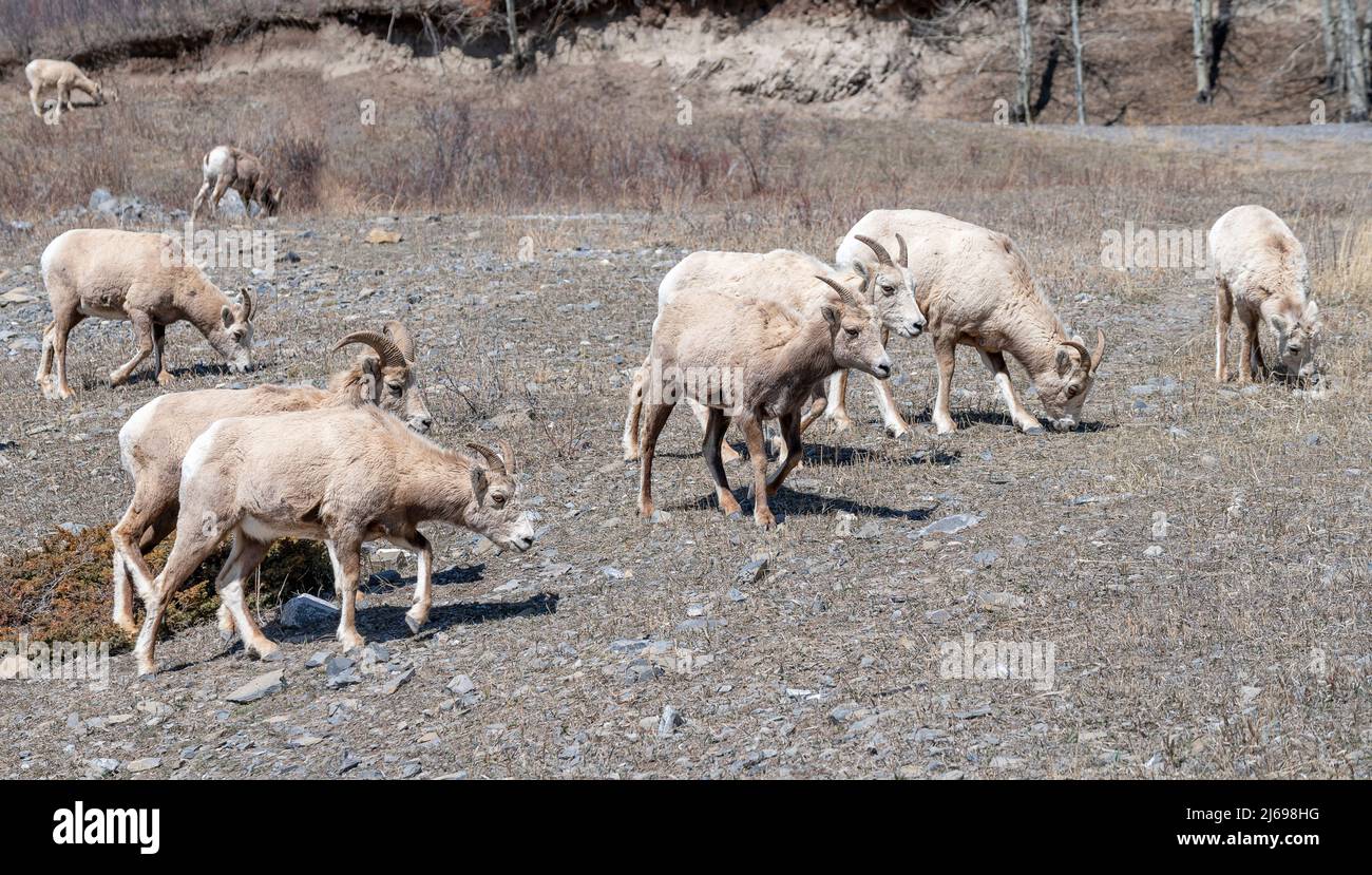 Un gregge di pecore bighorn (Ovis canadensis) che pascola in un prato alpino vicino Exshaw, Alberta, Canada Foto Stock