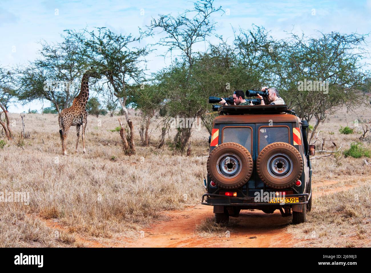 I turisti nel bush, Maasai Giraffe (Giraffa camelopardalis tippelskirchi), Lualenyi Ranch, Contea di Taita-Taveta, Kenya, Africa orientale, Africa Foto Stock