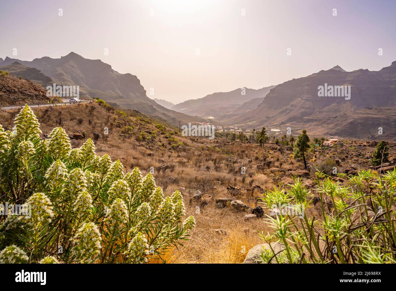 Vista della strada e della flora in paesaggio montagnoso vicino a Tasarte, Gran Canaria, Isole Canarie, Spagna, Atlantico, Europa Foto Stock