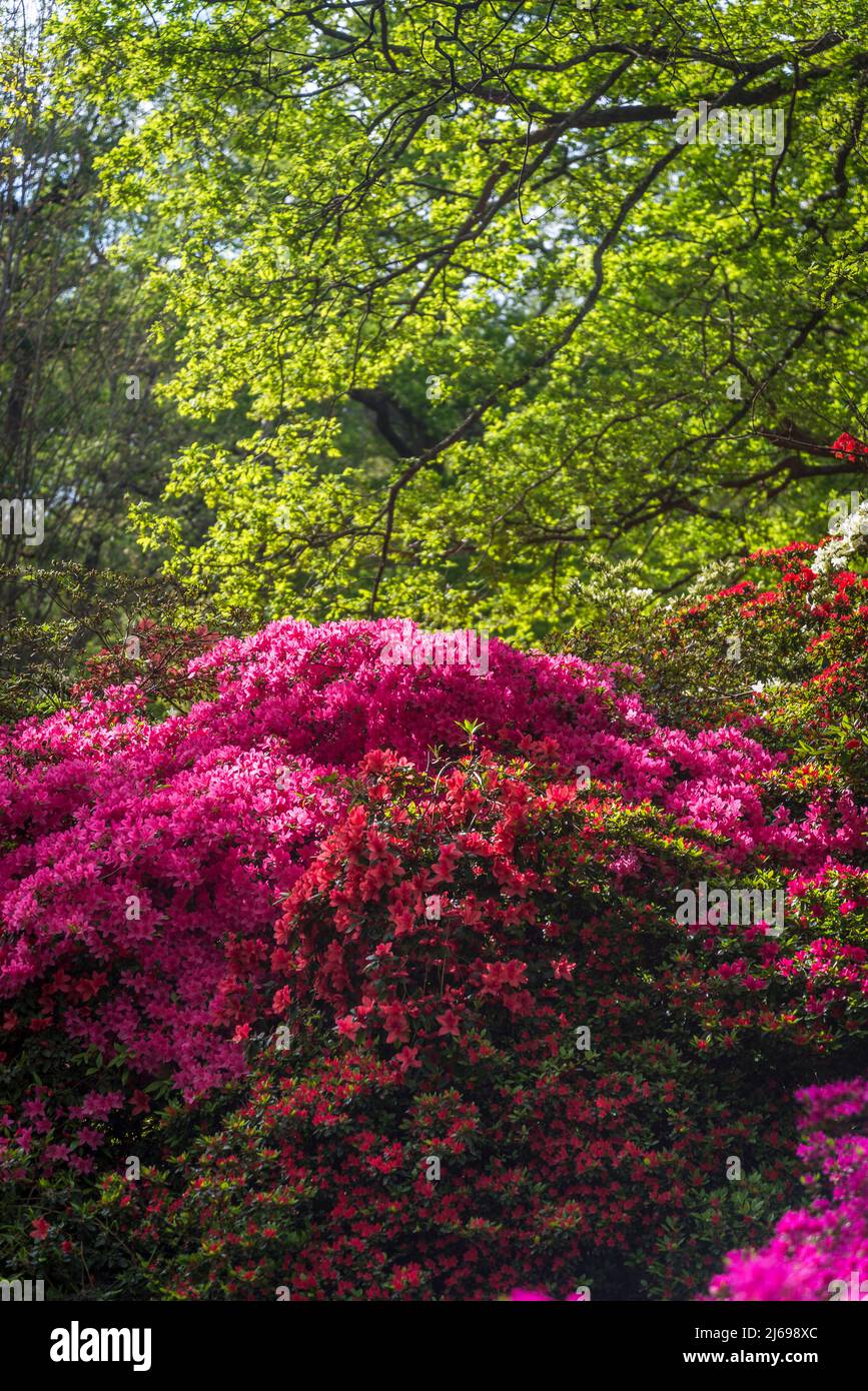 Azalea in Isabella Plantation, Richmond Park, Londra, Inghilterra, Regno Unito Foto Stock