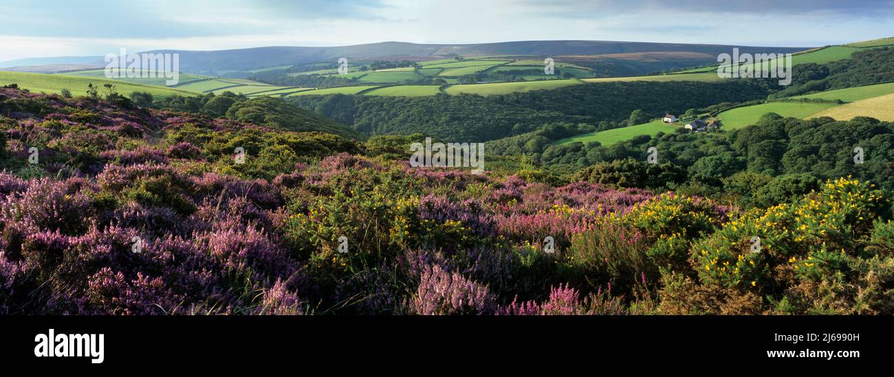 Vista su brughiera viola di erica a Dunkery Beacon, Exmoor National Park, Somerset, Inghilterra, Regno Unito, Europa Foto Stock