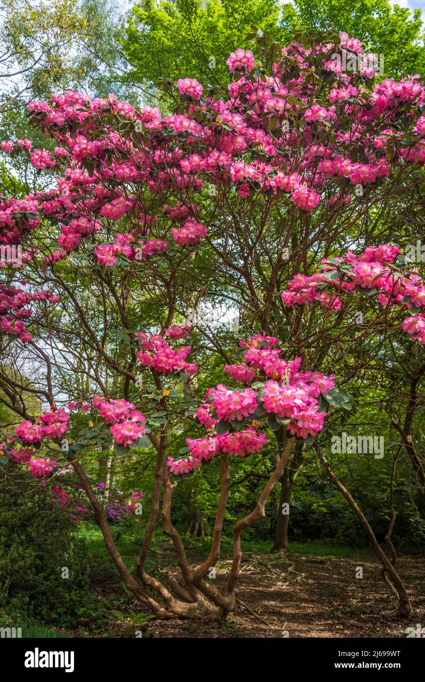 Arhodendron albero izalea in Isabella Plantation, Richmond Park, Londra, Inghilterra, Regno Unito Foto Stock Arhodendron albero izalea in Isabella Plantation, Richmond Park, Londra, Inghilterra, Regno Unito Foto Stock