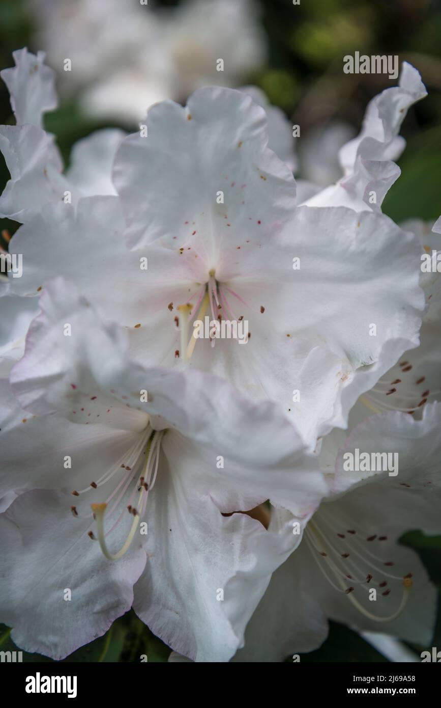 Azalea in Isabella Plantation, Richmond Park, Londra, Inghilterra, Regno Unito Foto Stock Azalea in Isabella Plantation, Richmond Park, Londra, Inghilterra, Regno Unito Foto Stock