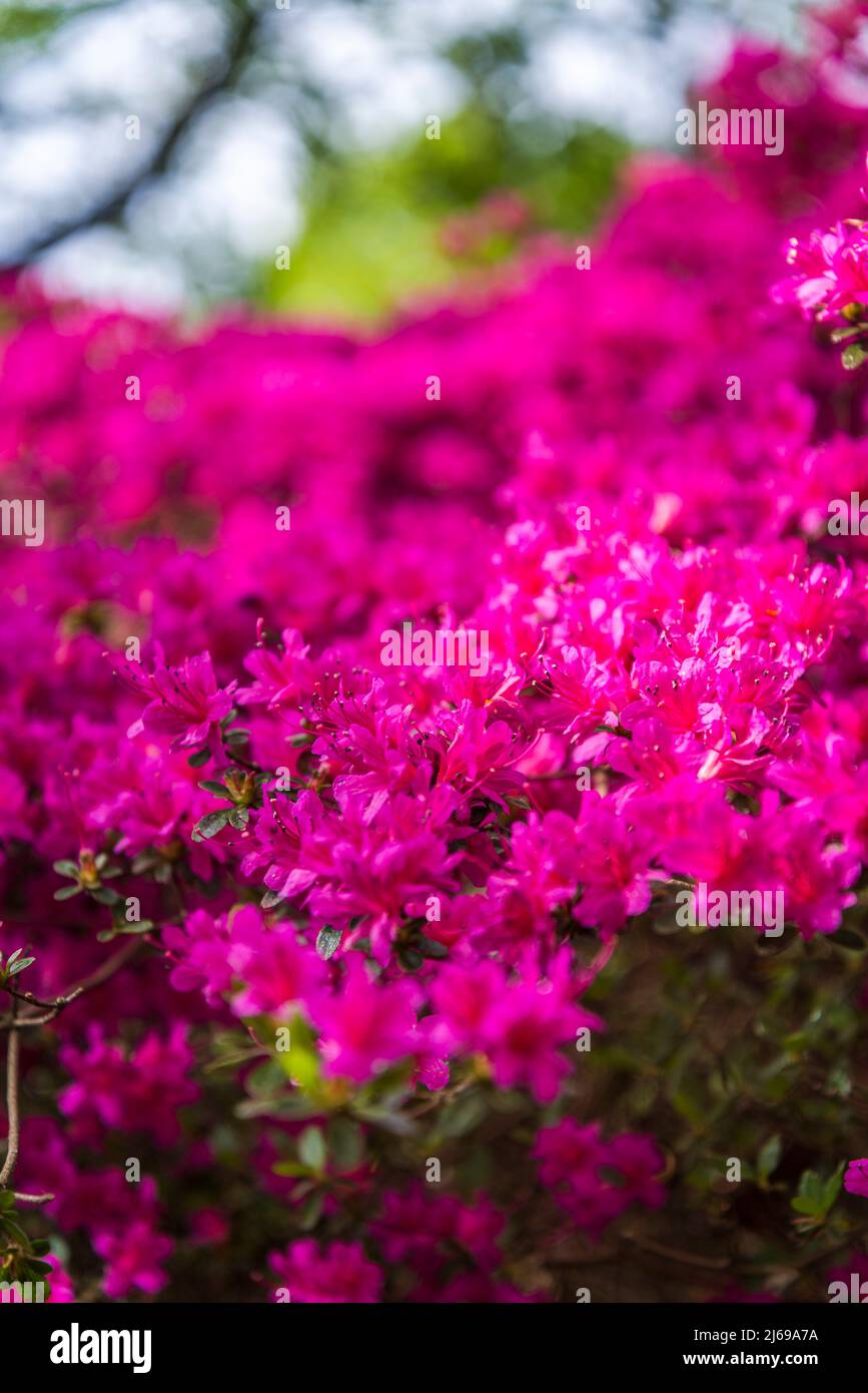 Azalea in Isabella Plantation, Richmond Park, Londra, Inghilterra, Regno Unito Foto Stock Azalea in Isabella Plantation, Richmond Park, Londra, Inghilterra, Regno Unito Foto Stock