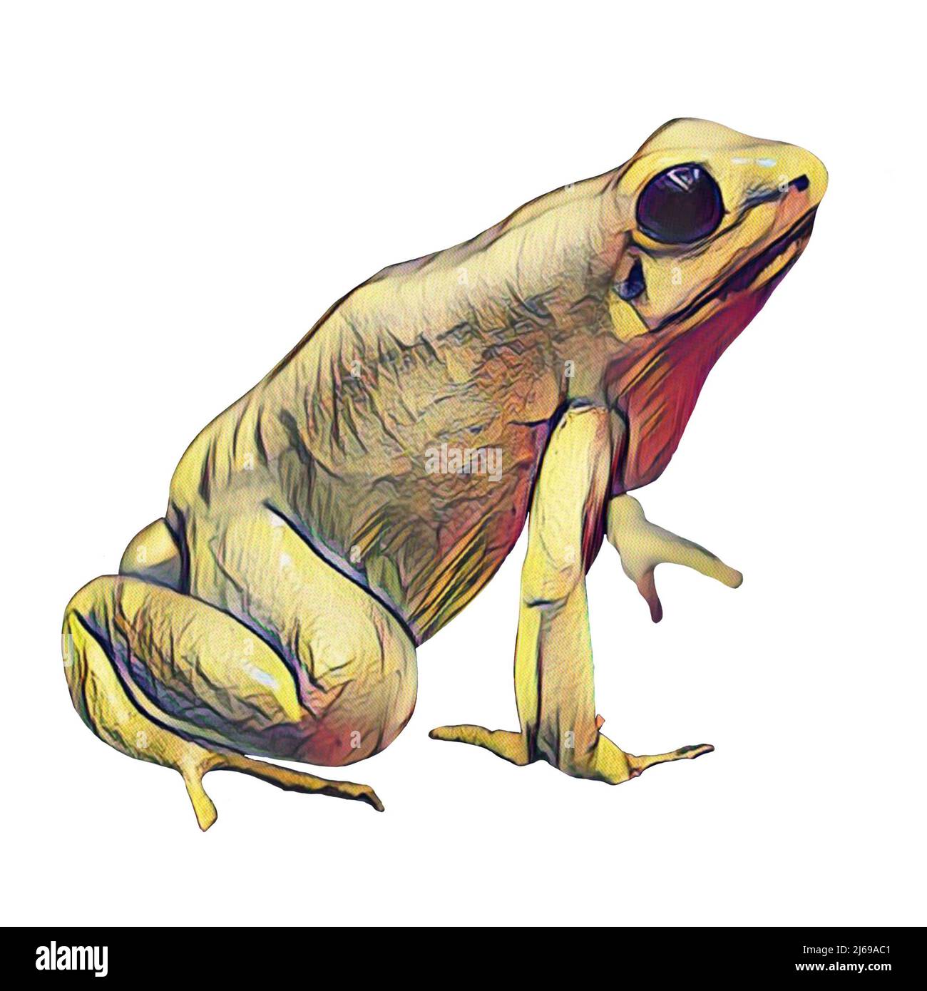 Sitting rana su sfondo bianco, clip art Foto Stock