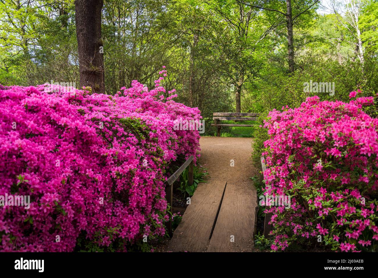 Azalea in Isabella Plantation, Richmond Park, Londra, Inghilterra, Regno Unito Foto Stock Azalea in Isabella Plantation, Richmond Park, Londra, Inghilterra, Regno Unito Foto Stock
