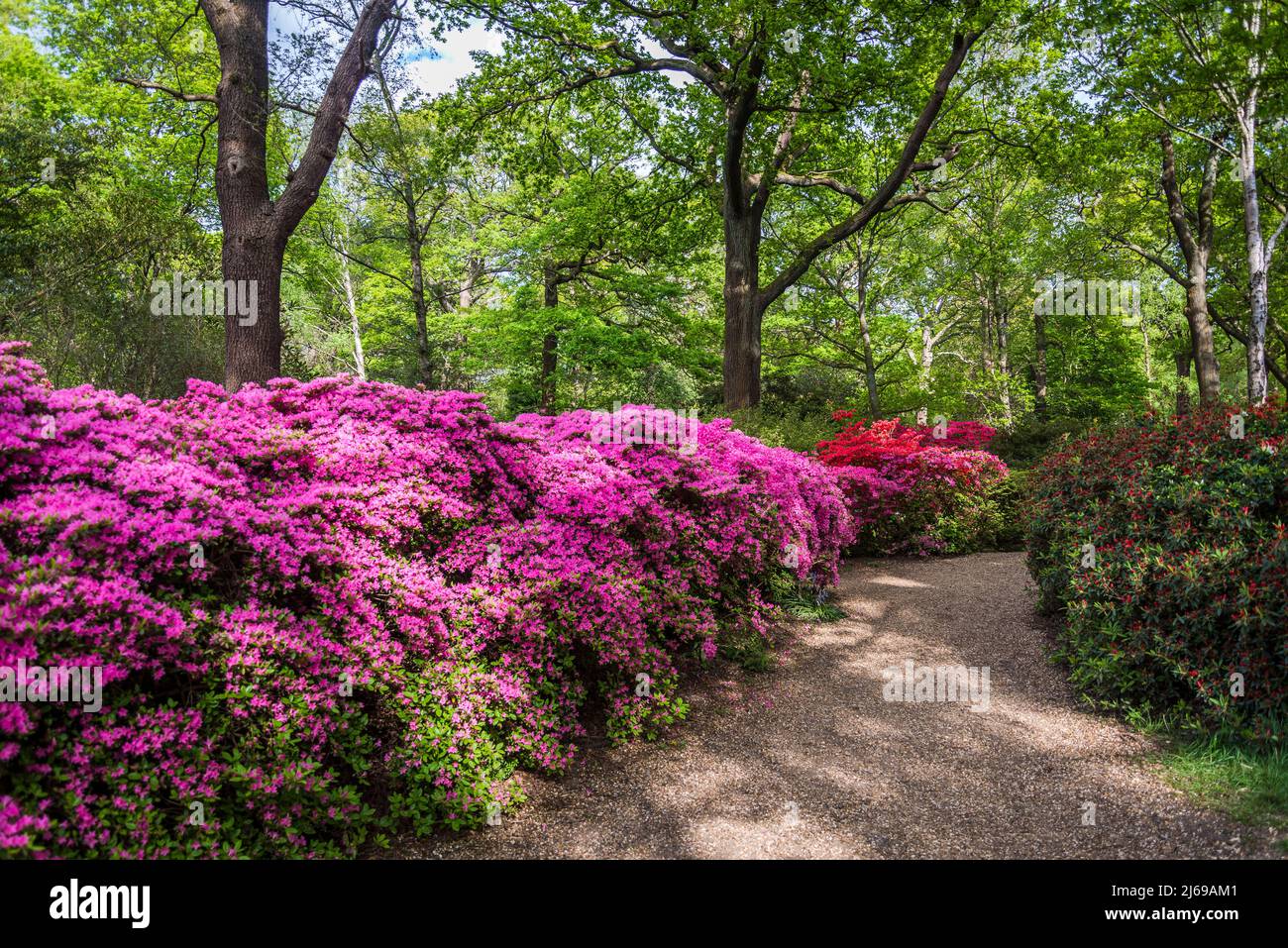 Azalea in Isabella Plantation, Richmond Park, Londra, Inghilterra, Regno Unito Foto Stock Azalea in Isabella Plantation, Richmond Park, Londra, Inghilterra, Regno Unito Foto Stock