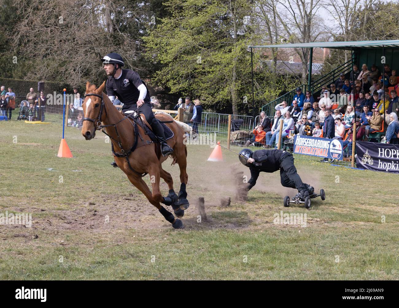 Horseboarding UK; un cavallo e un pilota che tira uno skateboard e uno skateboarder attorno a un percorso a ostacoli, in una gara, East Anglian Game & Country Fair, Regno Unito Foto Stock