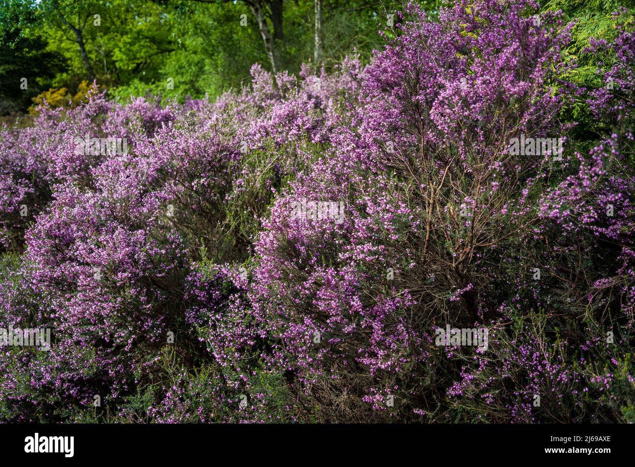 Calluna, Calluna vulgaris, erica comune, molva, o semplicemente erica Foto Stock Calluna, Calluna vulgaris, erica comune, molva, o semplicemente erica Foto Stock