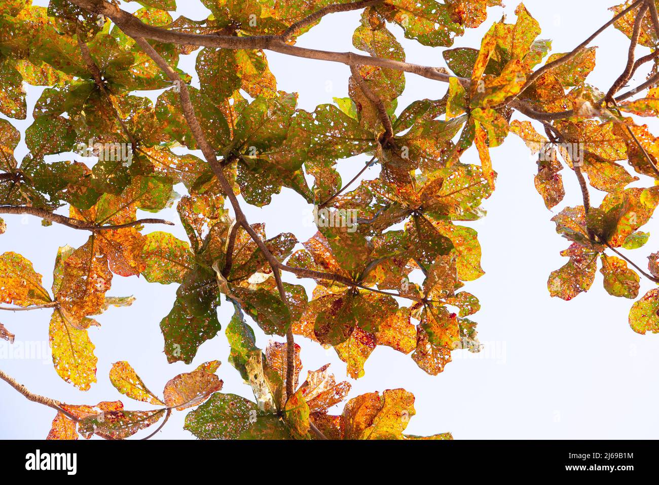 Foglie di un albero mangiato da parassiti su sfondo bianco , antracnosio è una grave epidemia. Foto Stock