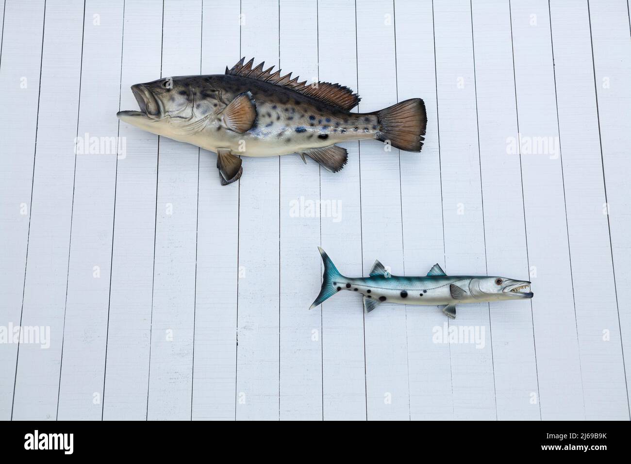 Modello di pesce sul muro., artificiale o modello di pesce finto appeso sul muro di legno di colore bianco, decorazione per la bellezza Foto Stock