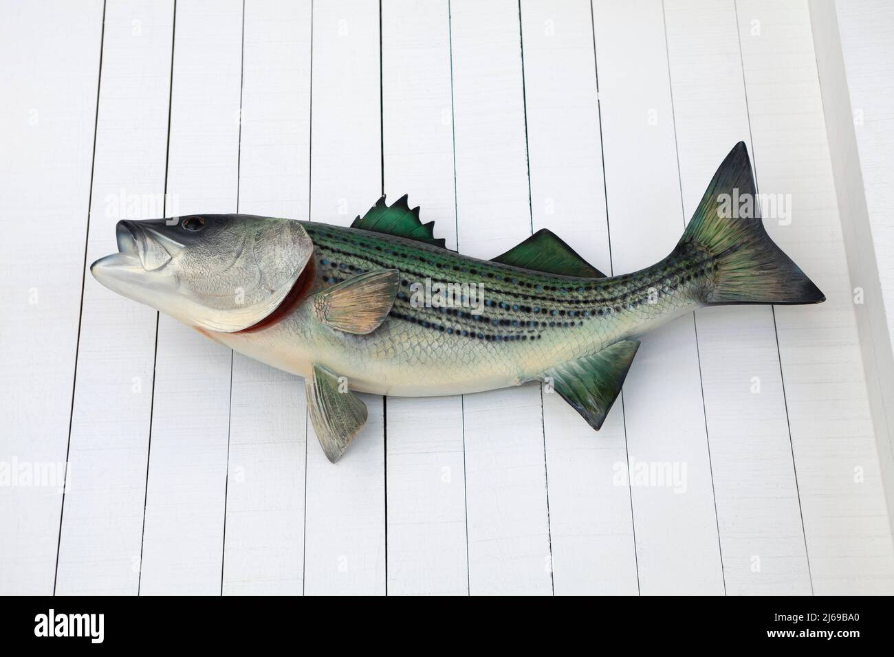 Modello di pesce sul muro., artificiale o modello di pesce finto appeso sul muro di legno di colore bianco, decorazione per la bellezza Foto Stock
