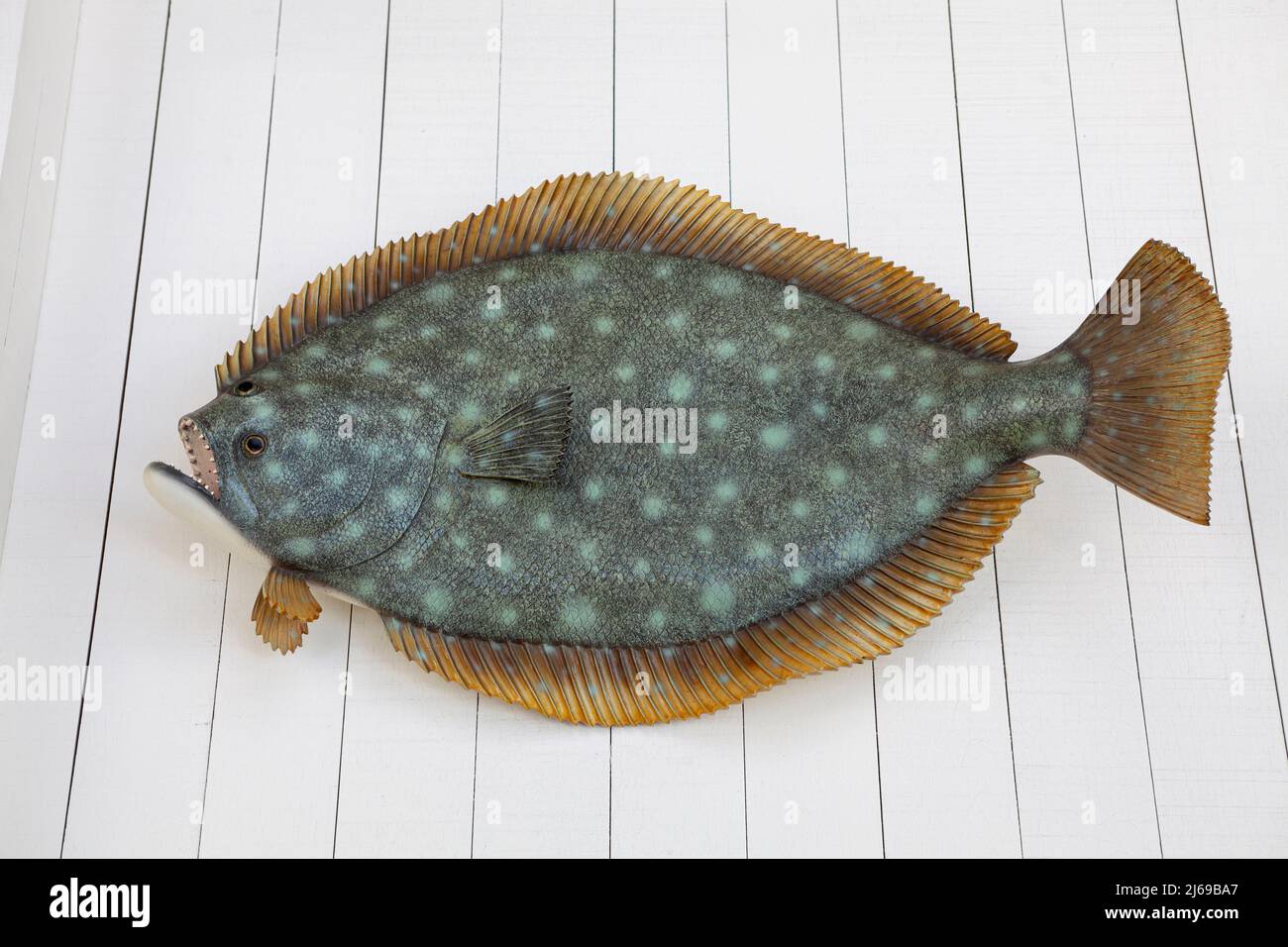Modello di pesce sul muro., artificiale o modello di pesce finto appeso sul muro di legno di colore bianco, decorazione per la bellezza Foto Stock