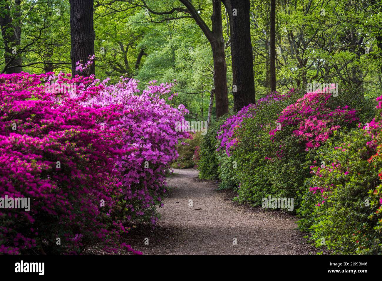 Azalea in Isabella Plantation, Richmond Park, Londra, Inghilterra, Regno Unito Foto Stock Azalea in Isabella Plantation, Richmond Park, Londra, Inghilterra, Regno Unito Foto Stock