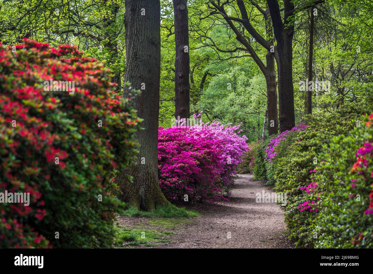Azalea in Isabella Plantation, Richmond Park, Londra, Inghilterra, Regno Unito Foto Stock Azalea in Isabella Plantation, Richmond Park, Londra, Inghilterra, Regno Unito Foto Stock