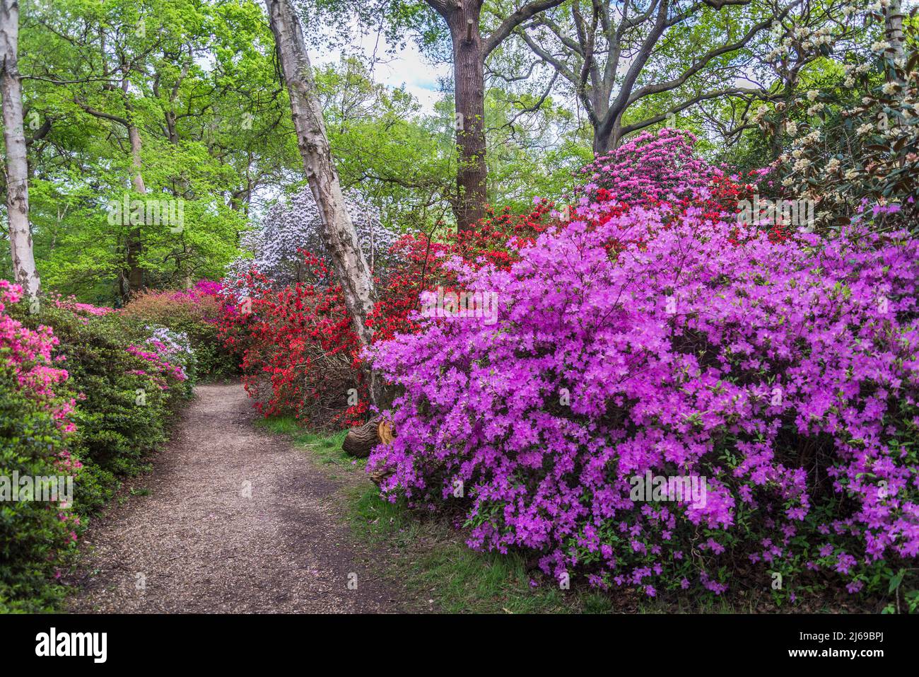 Azalea in Isabella Plantation, Richmond Park, Londra, Inghilterra, Regno Unito Foto Stock Azalea in Isabella Plantation, Richmond Park, Londra, Inghilterra, Regno Unito Foto Stock