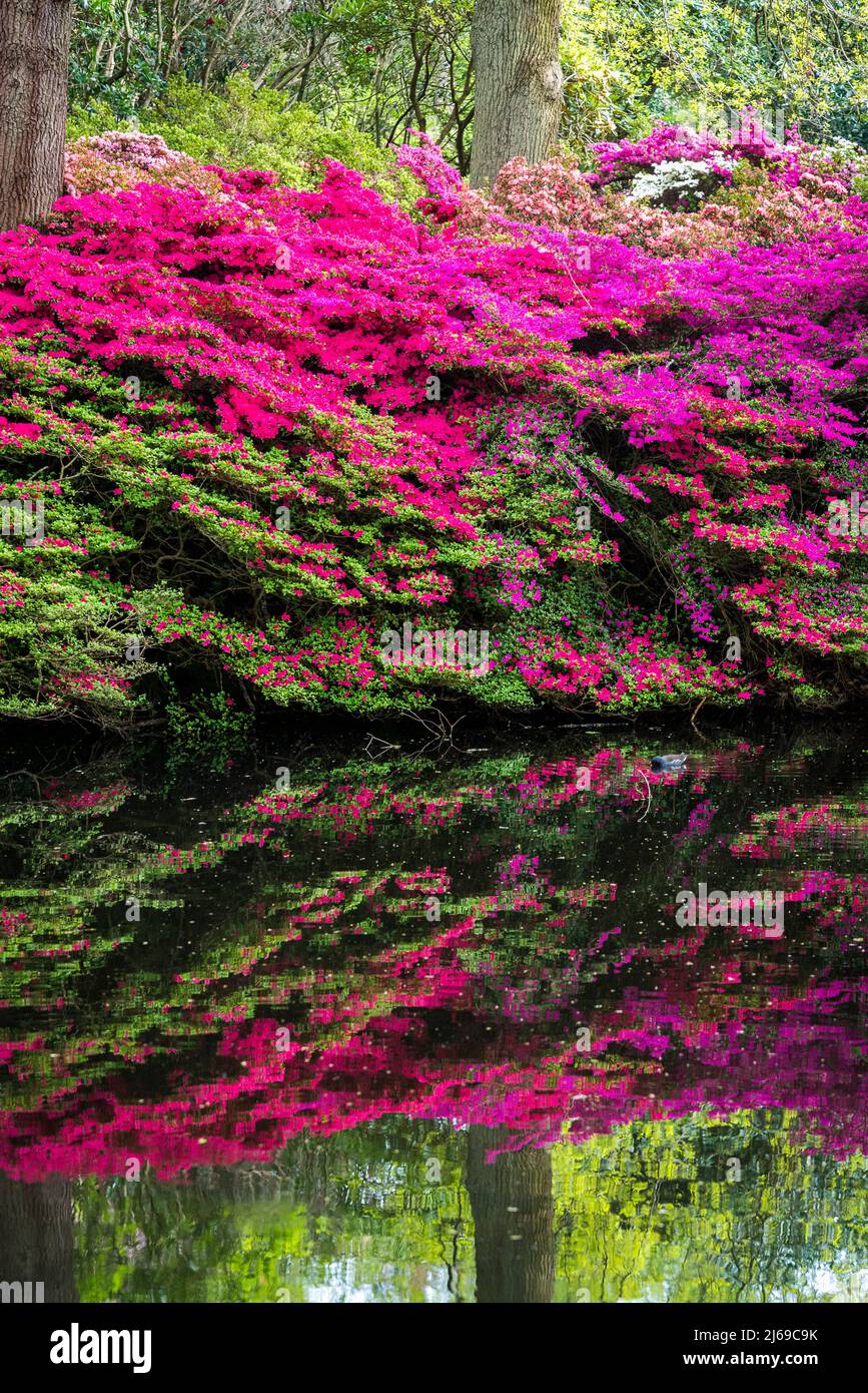 Ancora stagno e Azaleas in piena fioritura in Isabella Plantation, Richmond Park, Londra, Inghilterra, Regno Unito Foto Stock Ancora stagno e Azaleas in piena fioritura in Isabella Plantation, Richmond Park, Londra, Inghilterra, Regno Unito Foto Stock