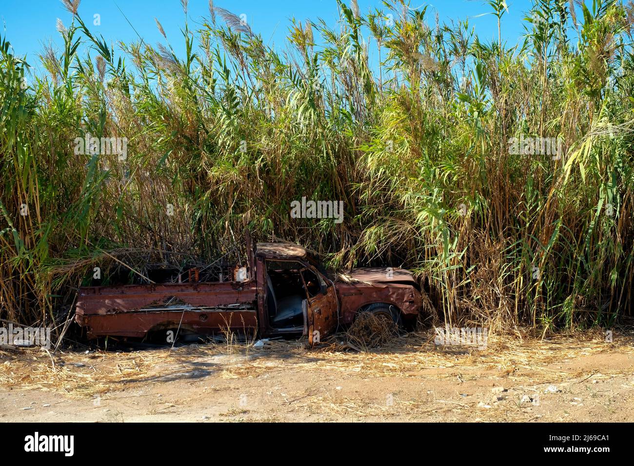 Vecchio pick-up camion abbandonato contro canne gigante Foto Stock