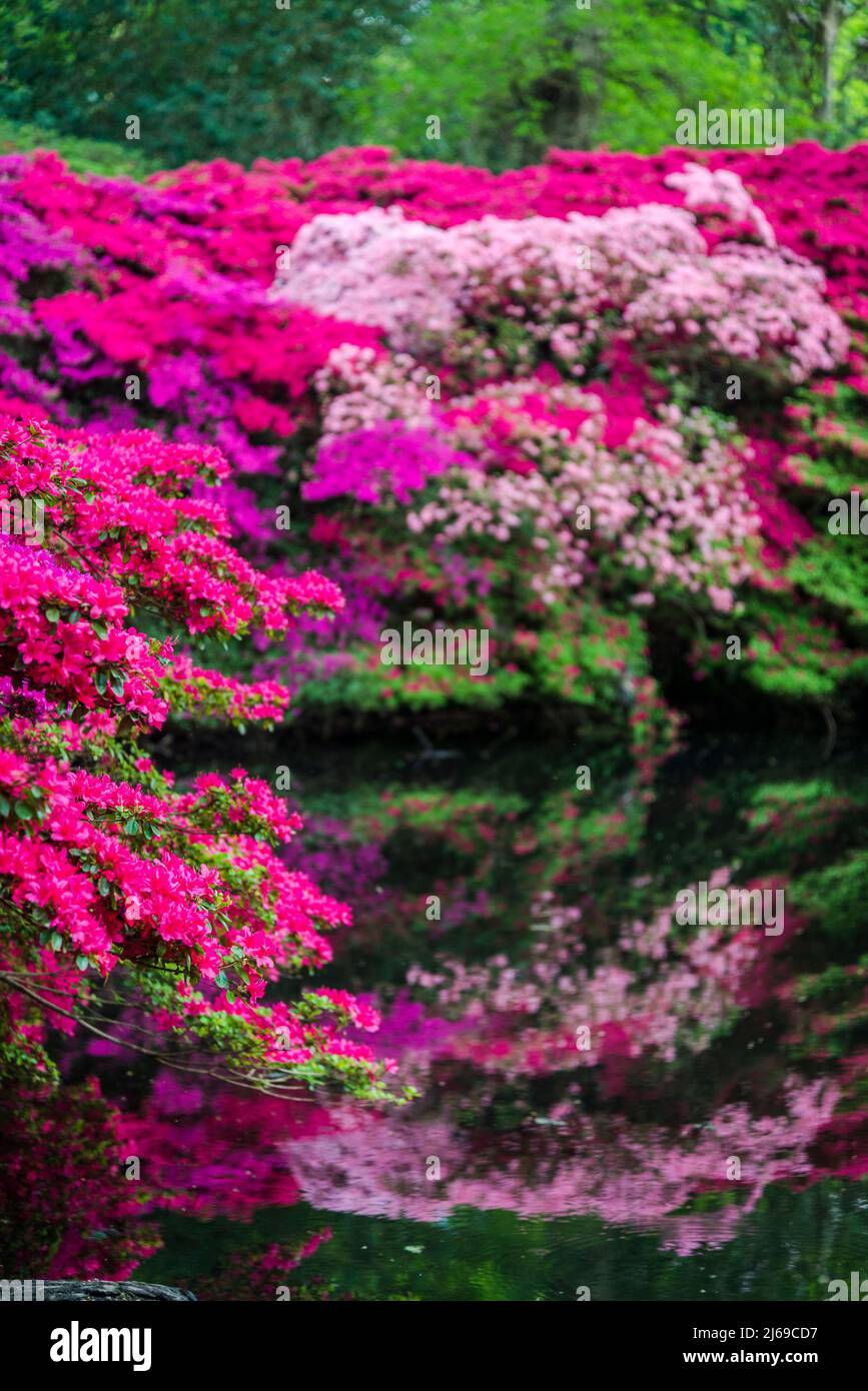 Ancora stagno e Azaleas in piena fioritura in Isabella Plantation, Richmond Park, Londra, Inghilterra, Regno Unito Foto Stock Ancora stagno e Azaleas in piena fioritura in Isabella Plantation, Richmond Park, Londra, Inghilterra, Regno Unito Foto Stock