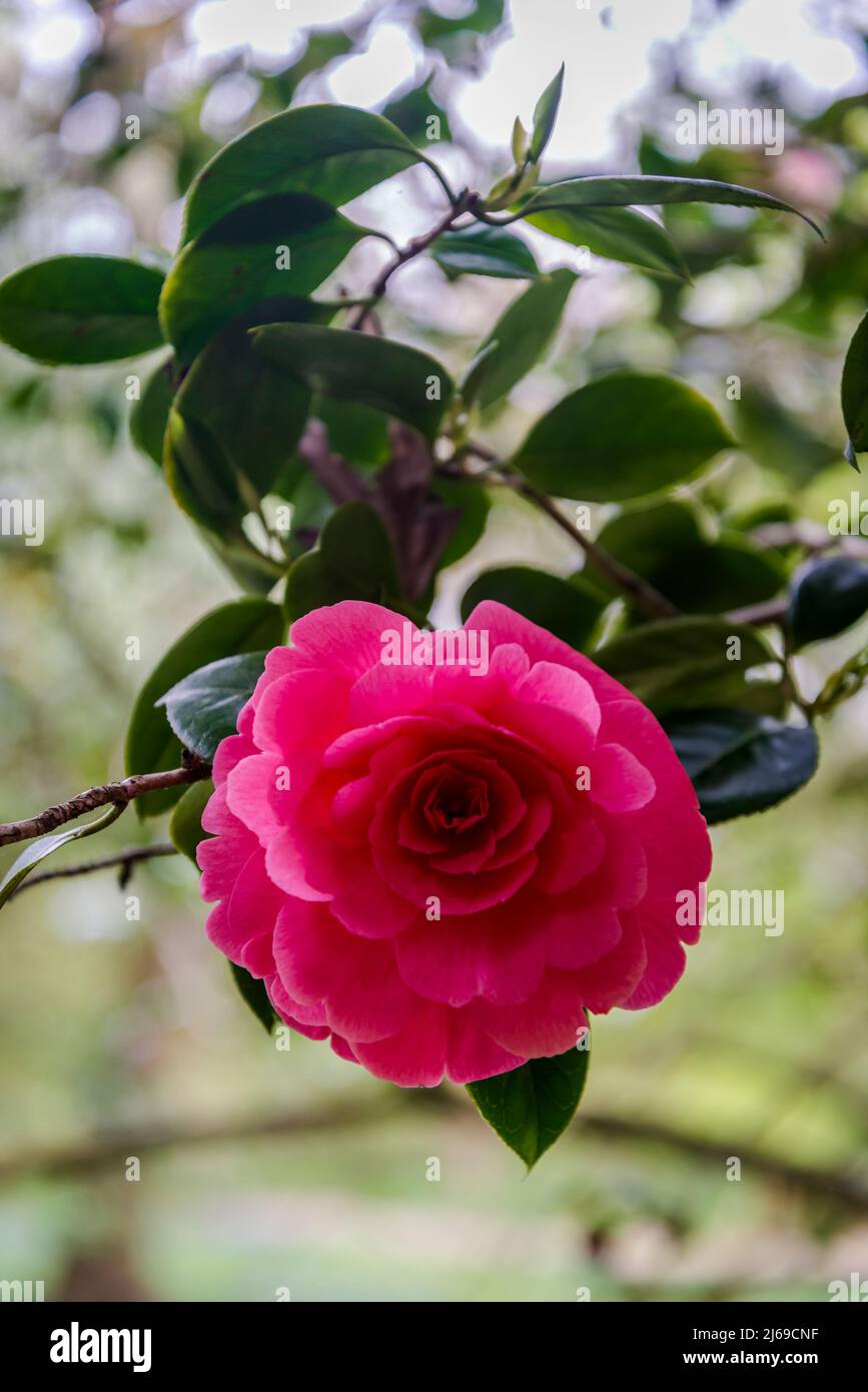 Camellia japonica Foto Stock