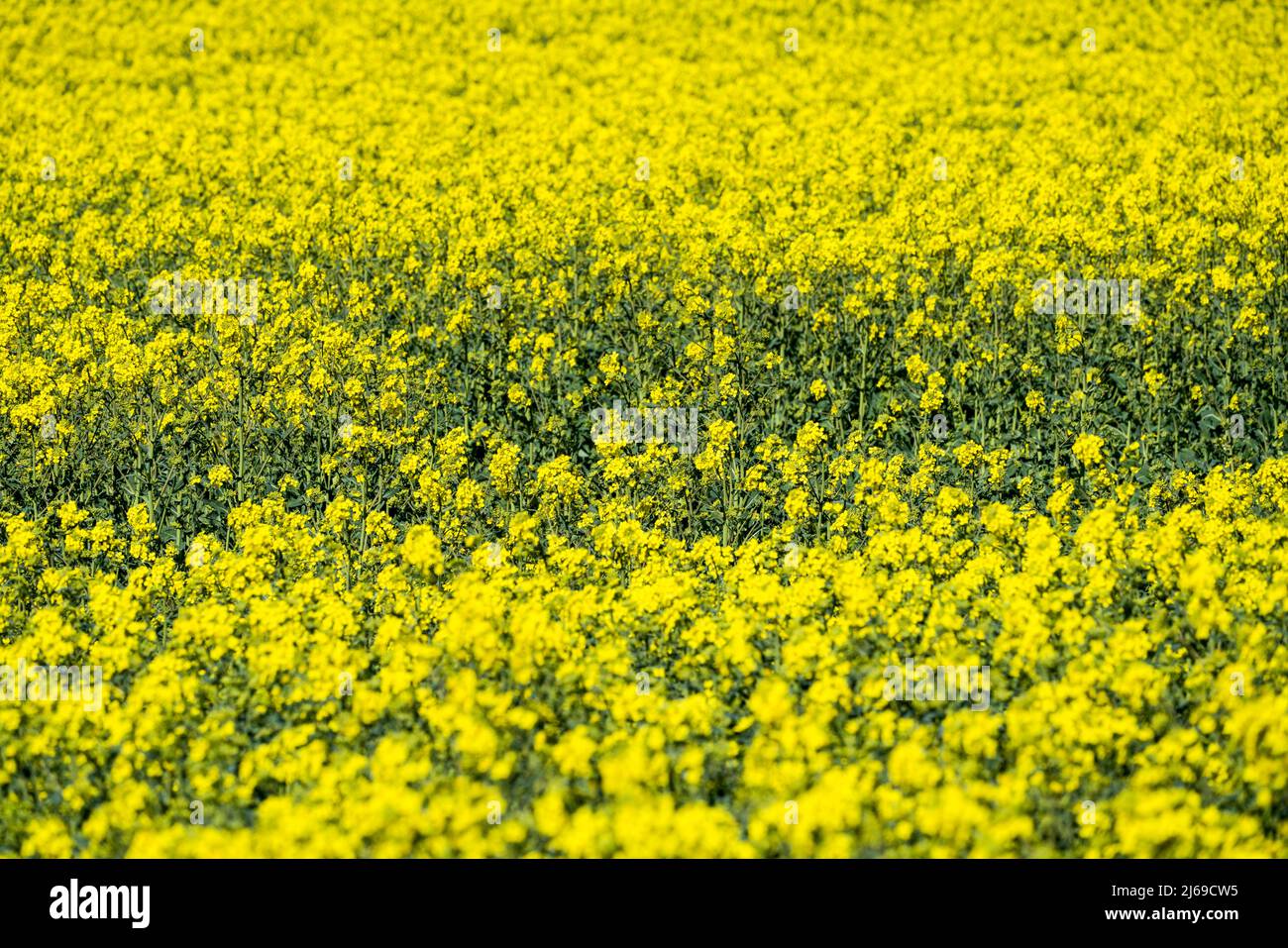 Paesaggio con campi di colza vicino a Gewissensenruh, Wesertal, Weserbergland, Hesse, Germania Foto Stock