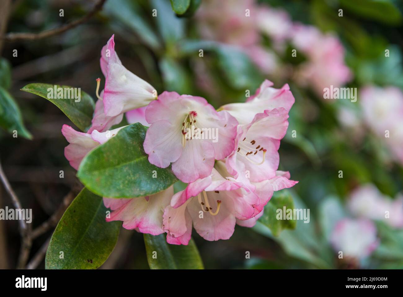 Rhododendron 'Margaret Bean' Foto Stock