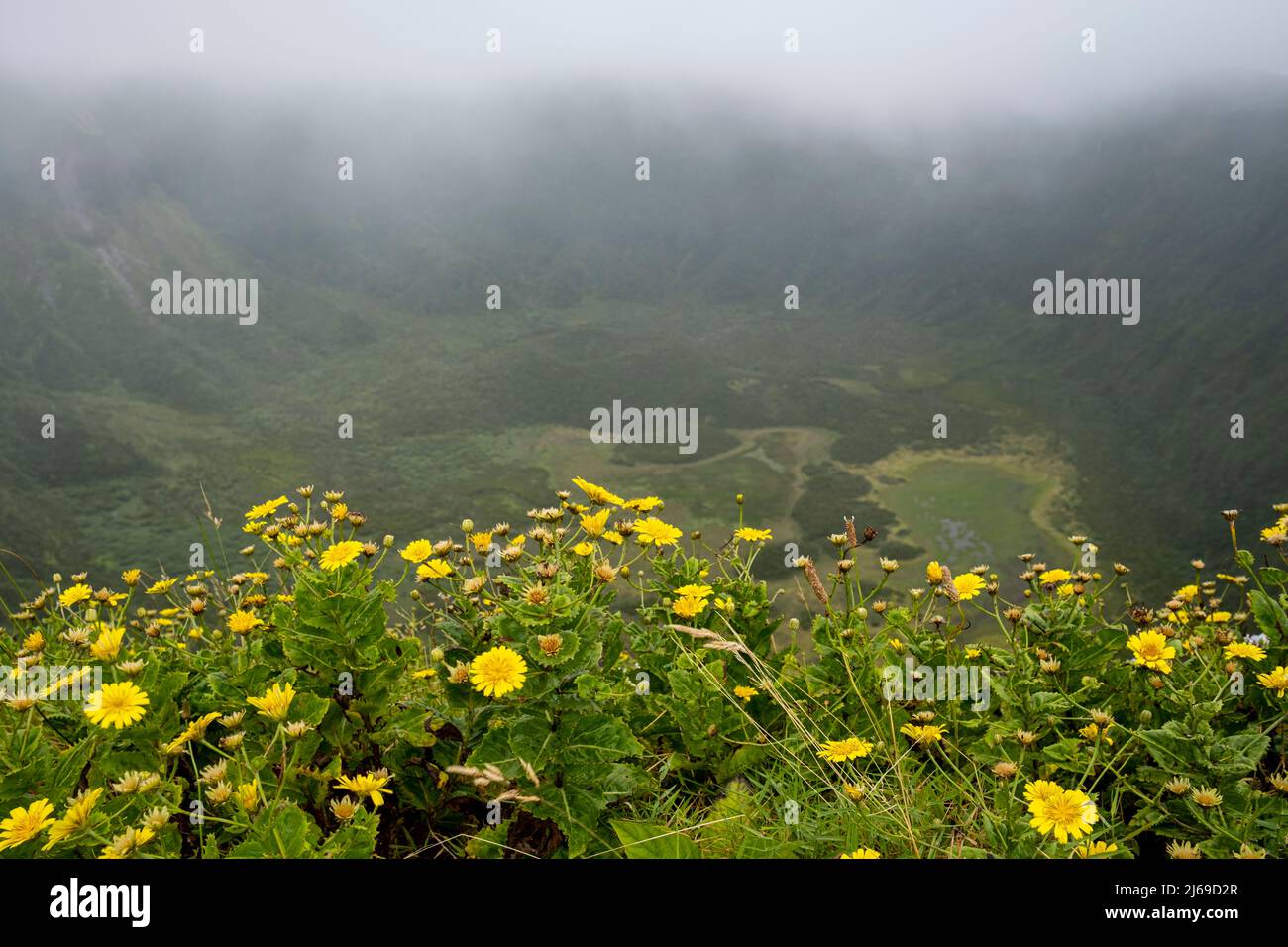 Faial, Portogallo - 07 Agosto 2021 : Dandelions ai margini della caldera di Faial Foto Stock