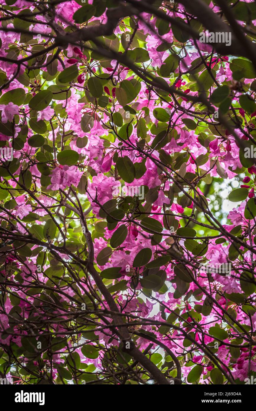 Gruppo Rhododendron 'Robin Redbreast' Foto Stock