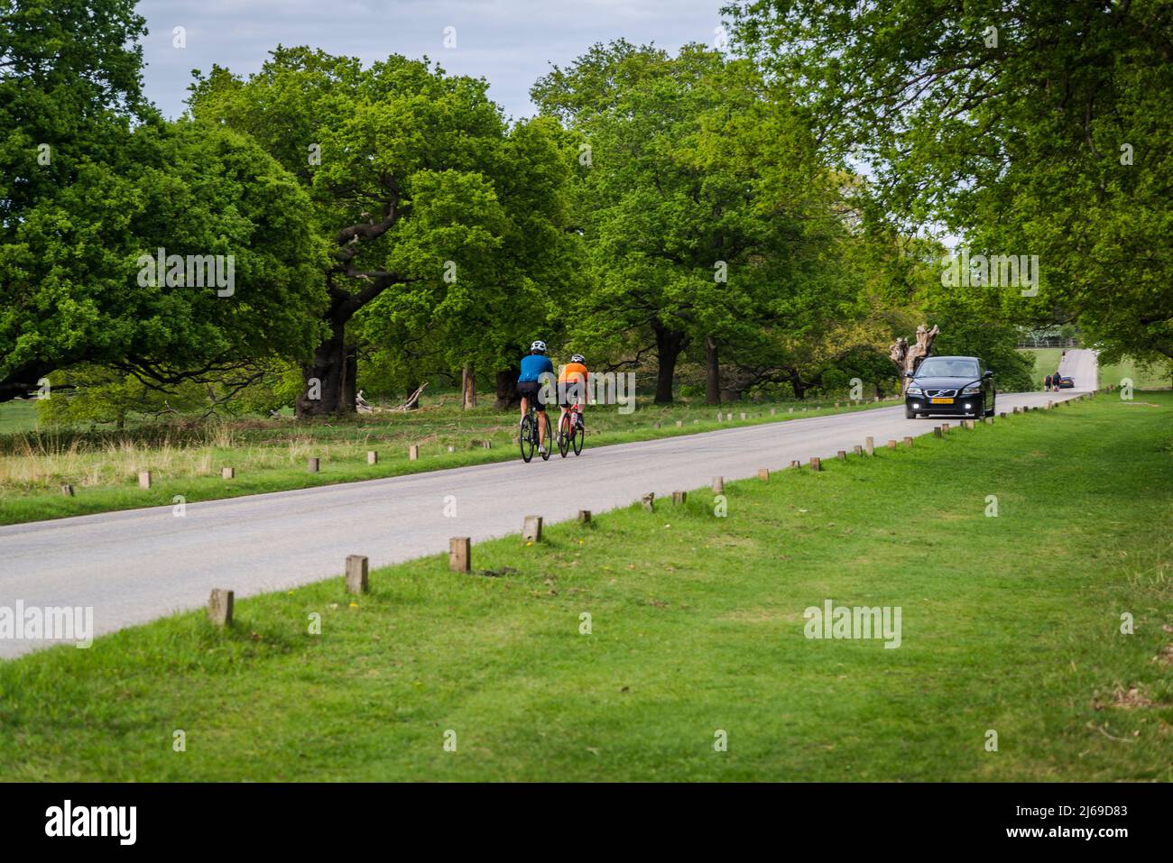 In bicicletta a Richmond Park, Londra, Inghilterra, Regno Unito Foto Stock