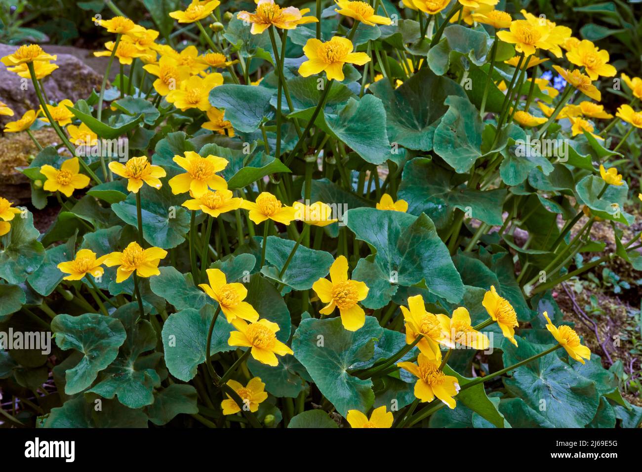 Marigolds di palude che crescono selvaggiamente nel piccolo giardino di Dales Foto Stock