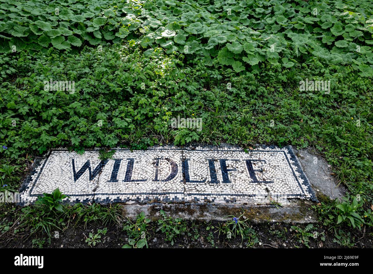 Mosaico di opere d'arte della fauna selvatica del fiume Ribble, Clitheroe, Lancashire, Regno Unito. Foto Stock