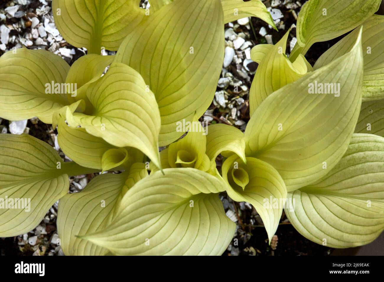 White Feather Hosta cresce nel piccolo giardino d'inverno di Dales Foto Stock
